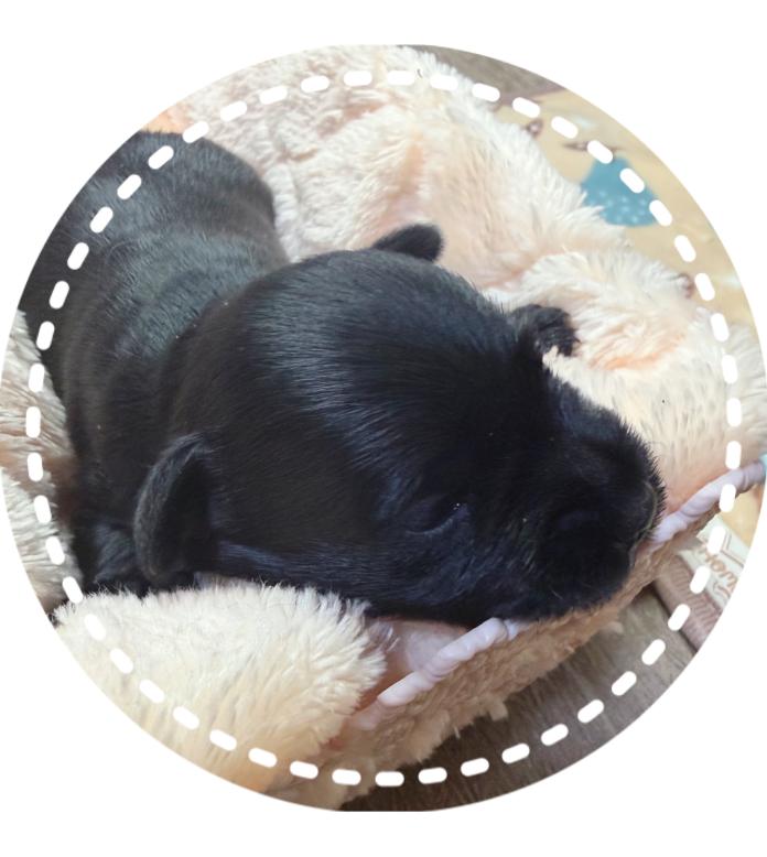 ミニチュアシュナウザー(兵庫県・男の子・2025/12/06・ブラック)の子犬情報! | 大迫 友恵ブリーダー(961)