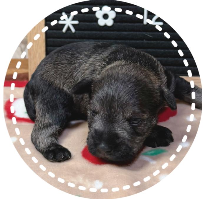 ミニチュアシュナウザー(962)の子犬情報