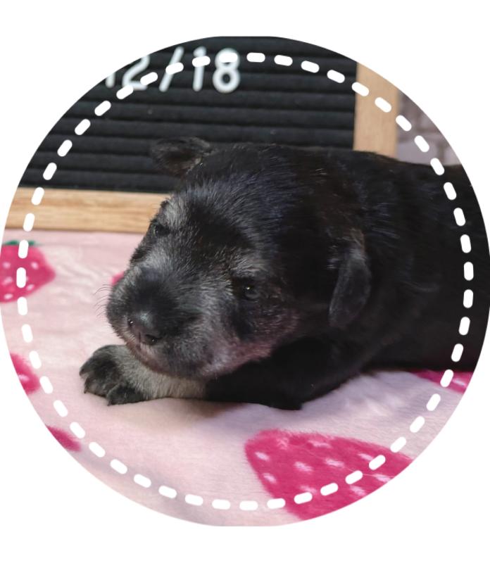 ミニチュアシュナウザー(兵庫県・女の子・2025/12/06・ソルト＆ペッパー)の子犬情報! | 大迫 友恵ブリーダー(963)