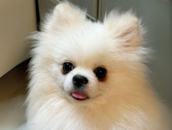親犬のプロフィール画像