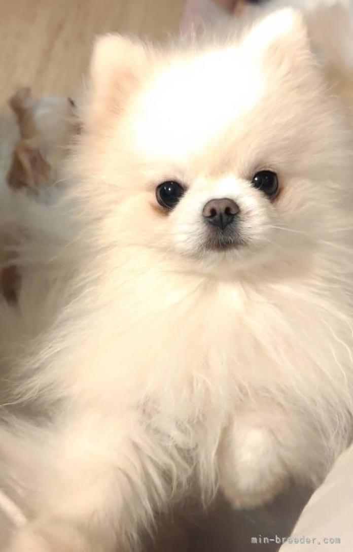 犬のプロフィール画像