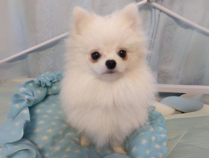 犬のプロフィール画像