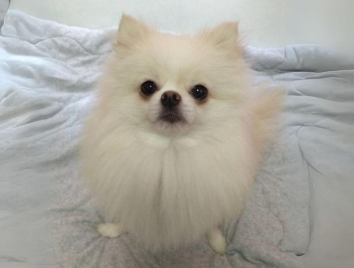 犬のプロフィール画像