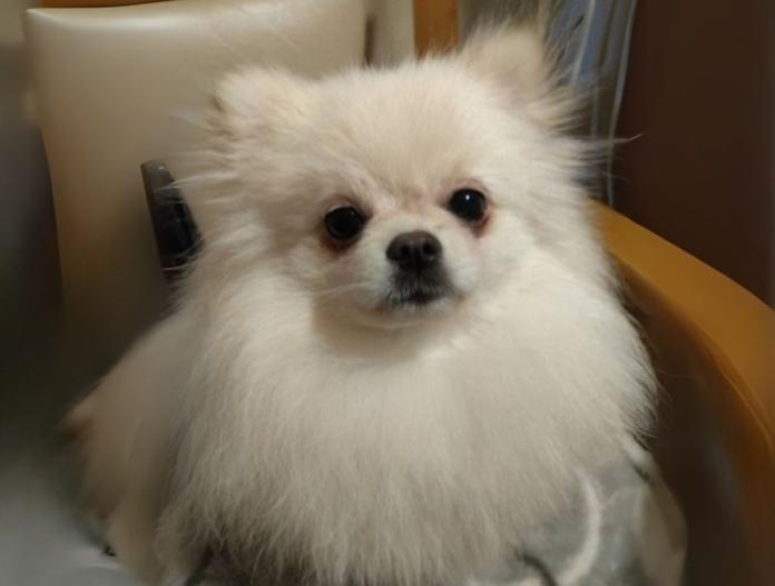 犬のプロフィール画像