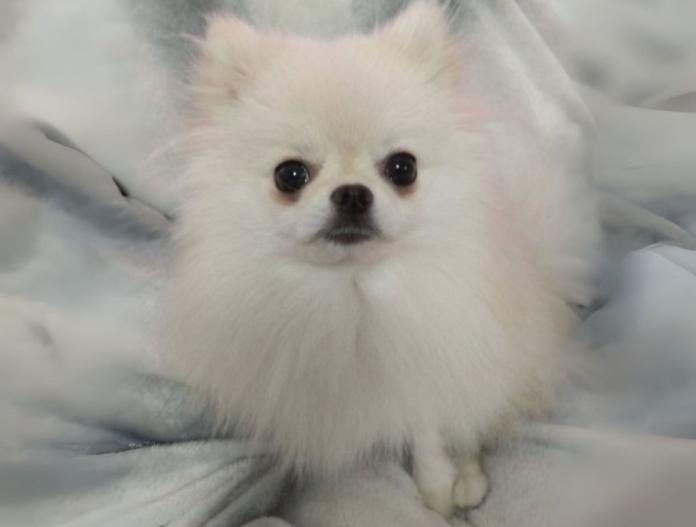 犬のプロフィール画像