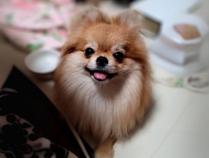 犬のプロフィール画像