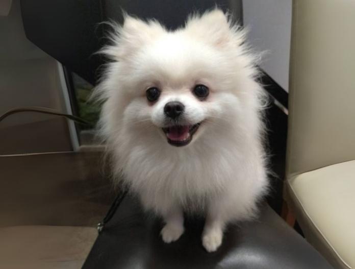 犬のプロフィール画像