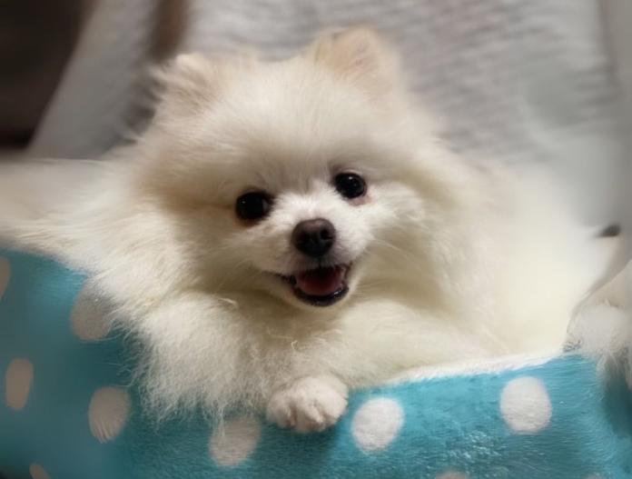 親犬のプロフィール画像