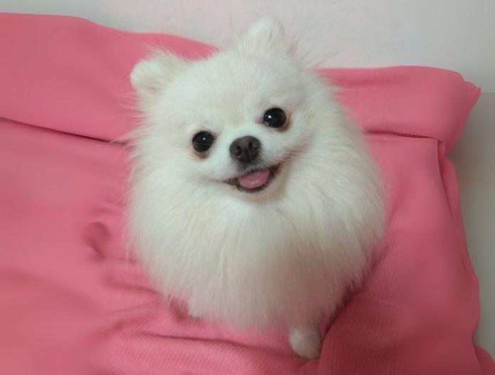親犬のプロフィール画像