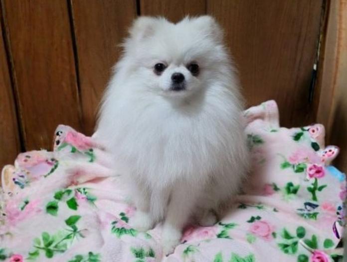犬のプロフィール画像