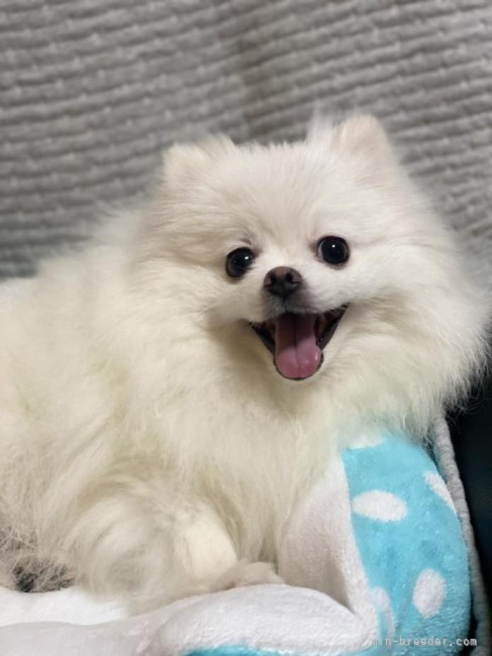 犬のプロフィール画像