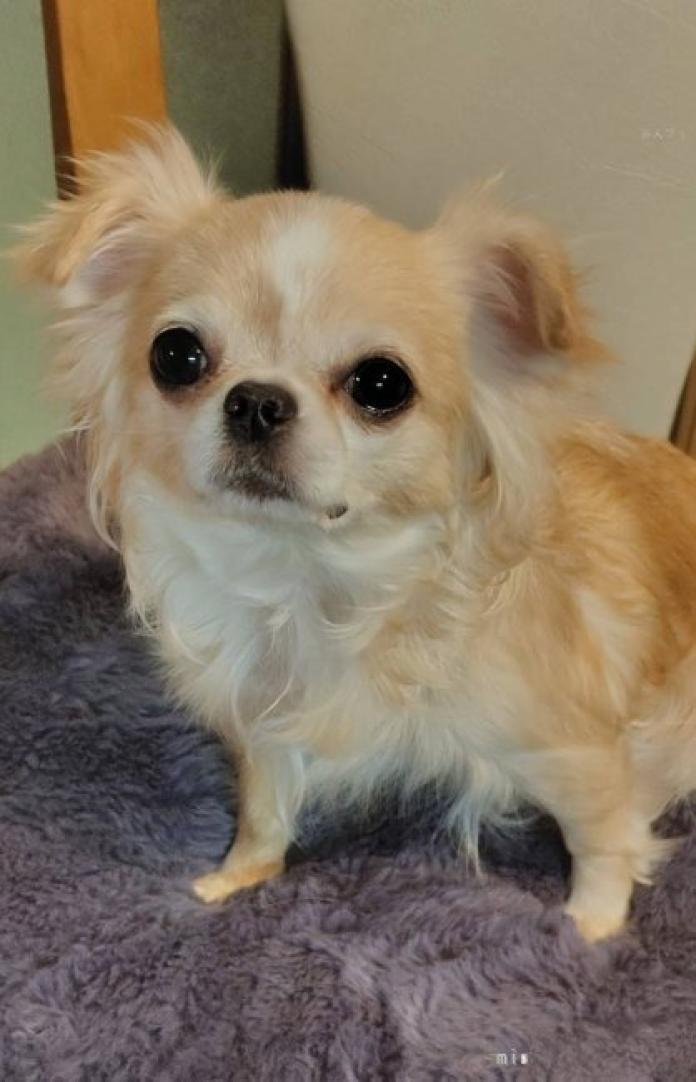 犬のプロフィール画像