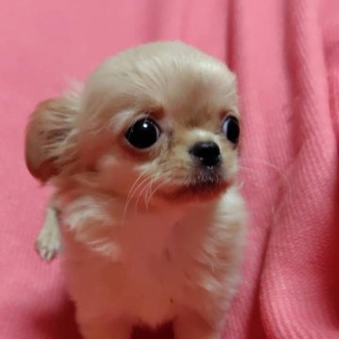 チワワ(ロング)(1303)の子犬情報