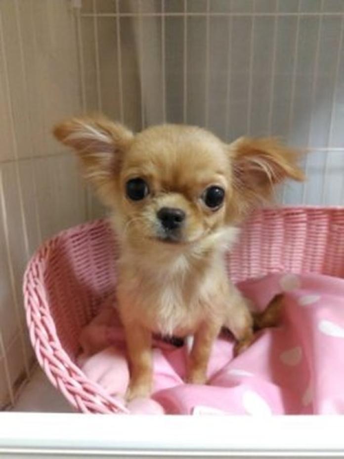 チワワ(ロング)(大阪府・女の子・2026/01/13・クリーム(フォーンっぽいクリーム))の子犬情報! | 片岡 寿子ブリーダー(1303)