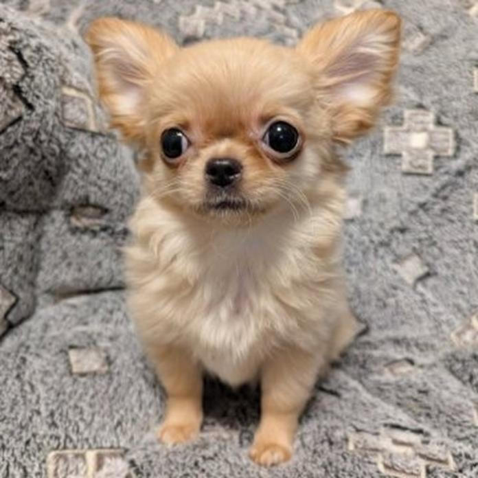 チワワ(ロング)(大阪府・女の子・2026/01/13・クリーム(フォーンっぽいクリーム))の子犬情報! | 片岡 寿子ブリーダー(1303)