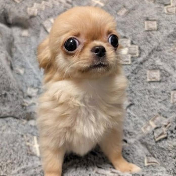 チワワ(ロング)(1303)の子犬情報