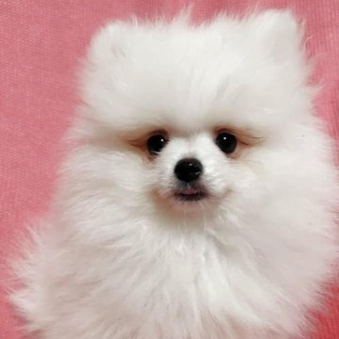 ポメラニアン(1304)の子犬情報