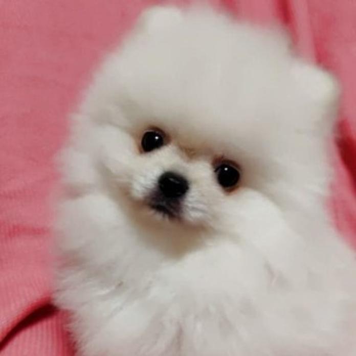 ポメラニアン(1305)の子犬情報