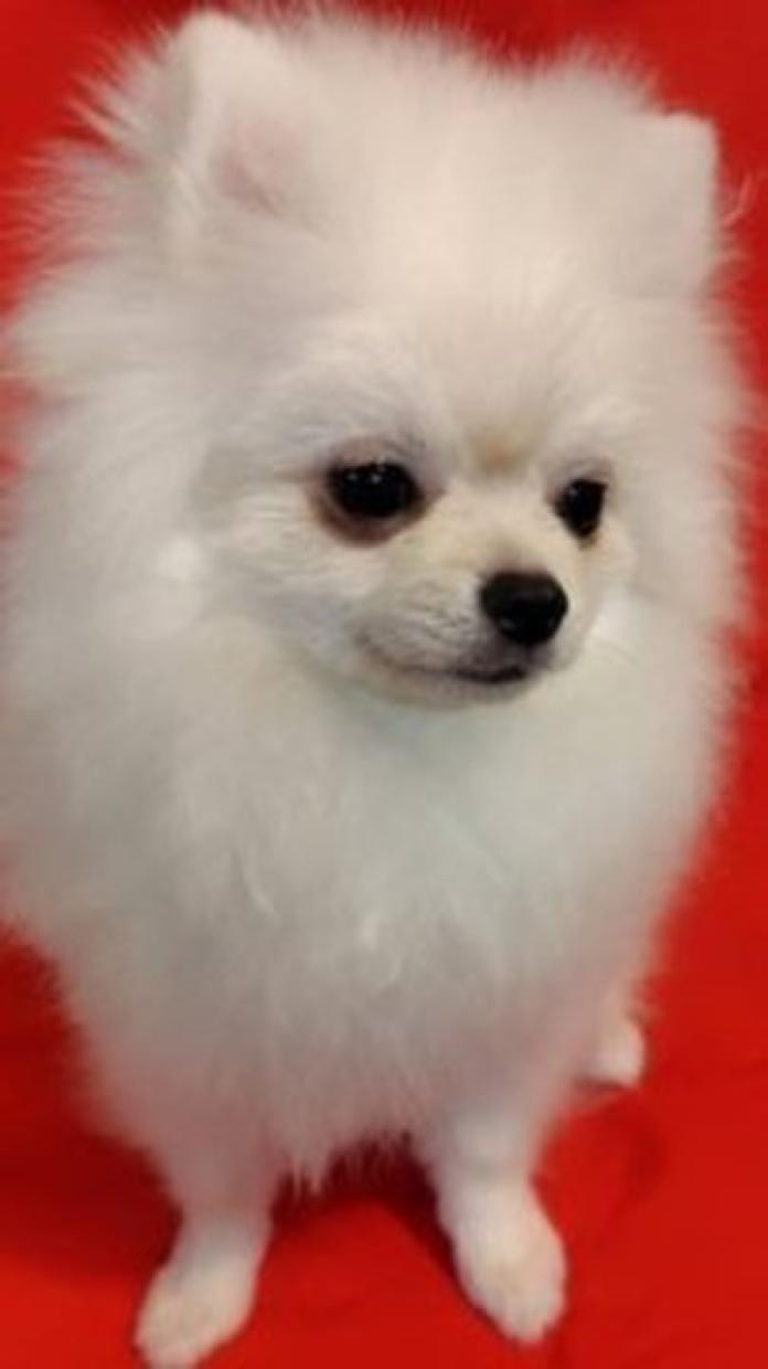 ポメラニアン(大阪府・男の子・2026/01/19・薄いクリーム)の子犬情報! | 片岡 寿子ブリーダー(1305)