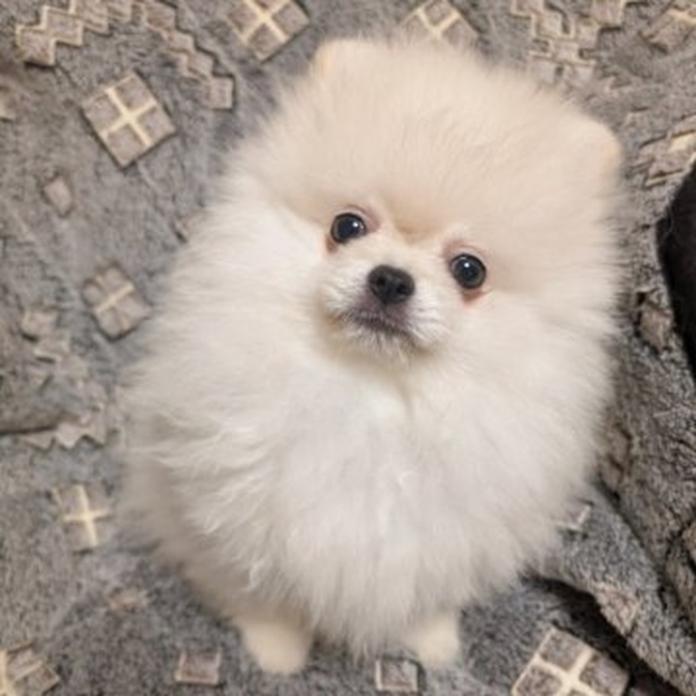ポメラニアン(大阪府・男の子・2026/01/19・薄いクリーム)の子犬情報! | 片岡 寿子ブリーダー(1305)