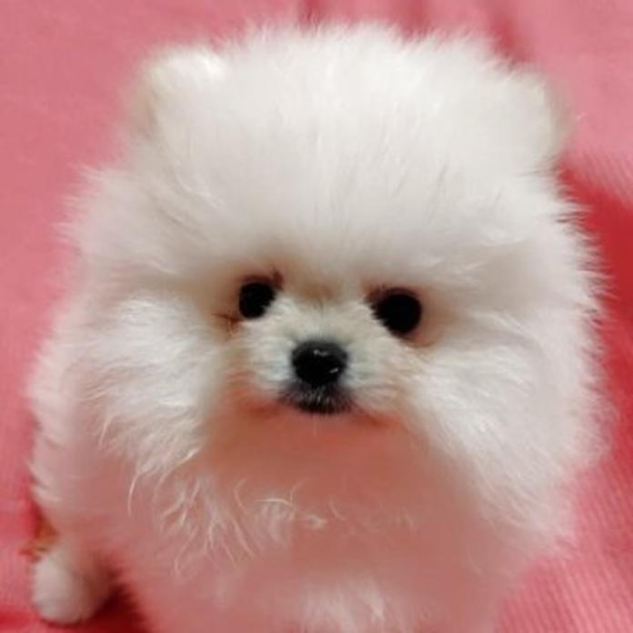 ポメラニアン(1306)の子犬情報