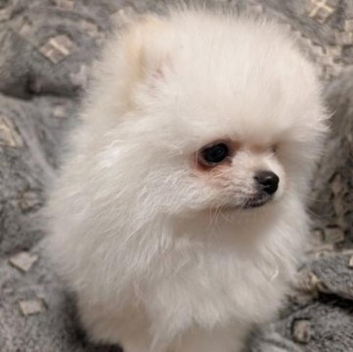 ポメラニアン(大阪府・男の子・2026/01/19・ホワイトクリーム)の子犬情報! | 片岡 寿子ブリーダー(1306)