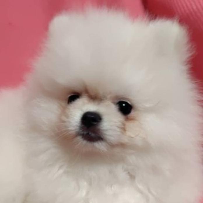 ポメラニアン(1307)の子犬情報