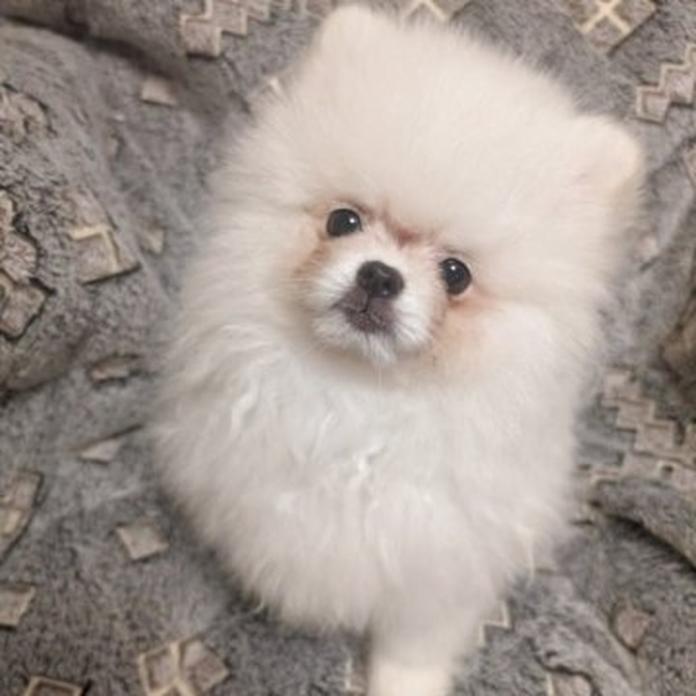 ポメラニアン(大阪府・女の子・2026/01/19・ホワイトクリーム)の子犬情報! | 片岡 寿子ブリーダー(1307)