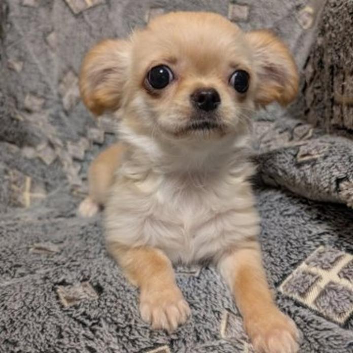 チワワ(ロング)(大阪府・女の子・2026/01/13・クリーム)の子犬情報! | 片岡 寿子ブリーダー(1378)