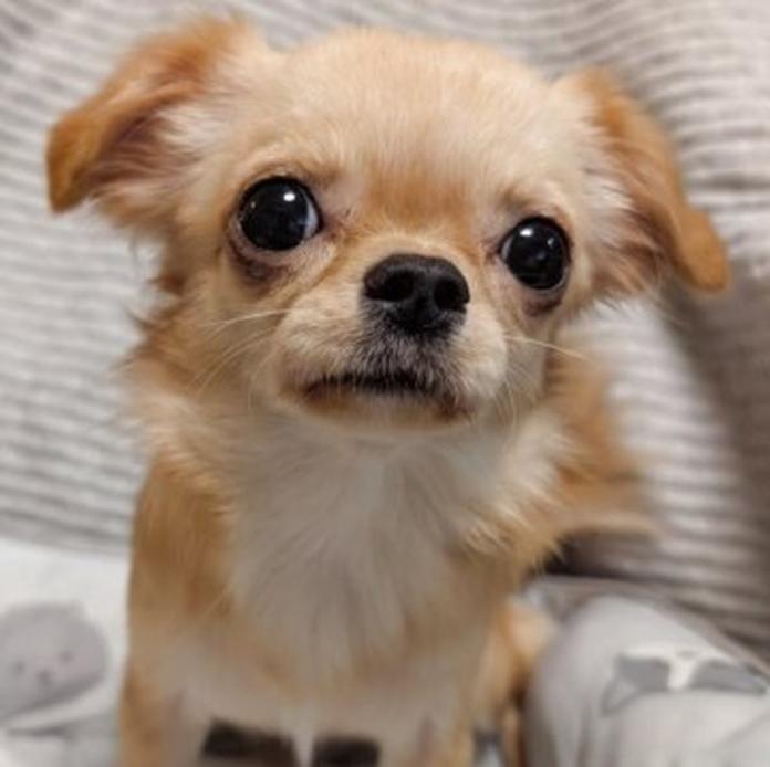 チワワ(ロング)(1378)の子犬情報