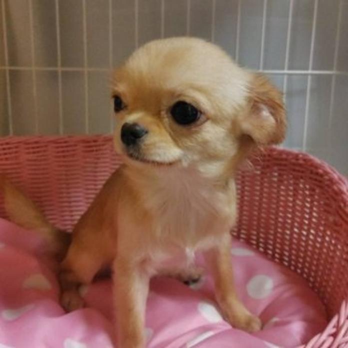 チワワ(ロング)(1378)の子犬情報