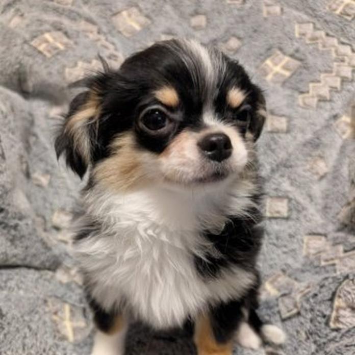 チワワ(ロング)(大阪府・男の子・2026/01/13・ブラックタンホワイト)の子犬情報! | 片岡 寿子ブリーダー(1379)