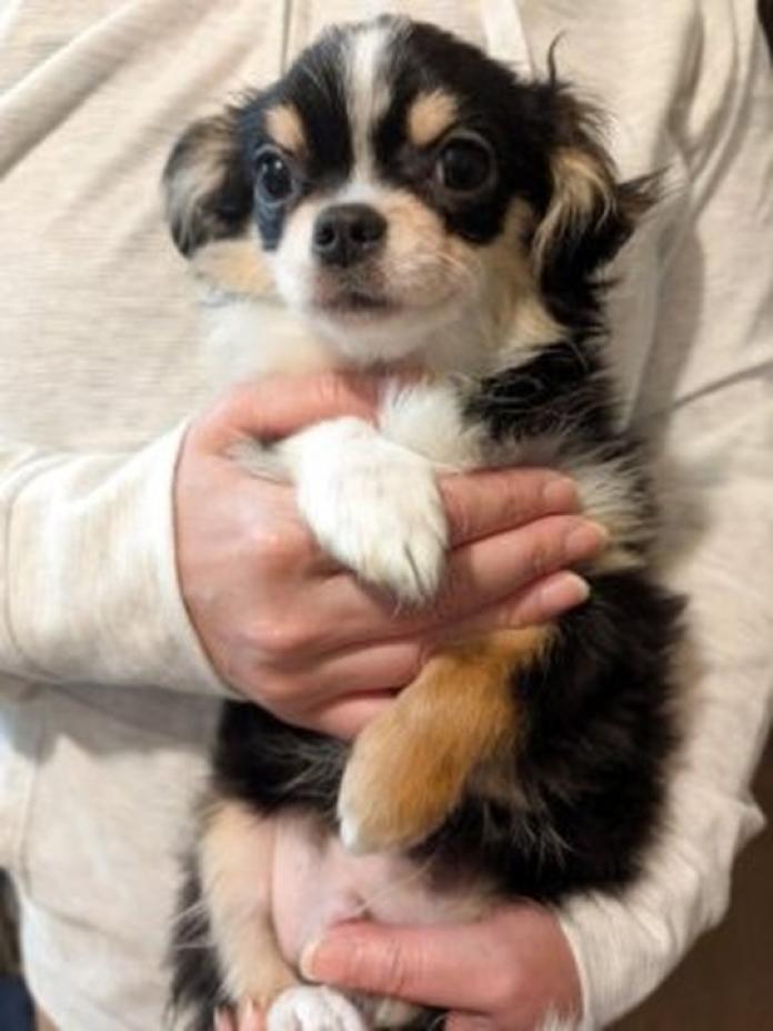 チワワ(ロング)(1379)の子犬情報