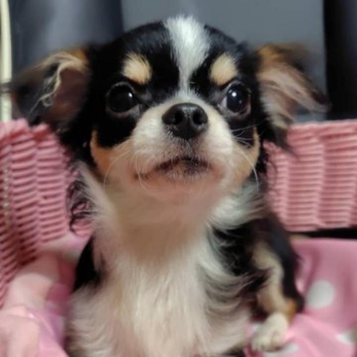 チワワ(ロング)(1379)の子犬情報