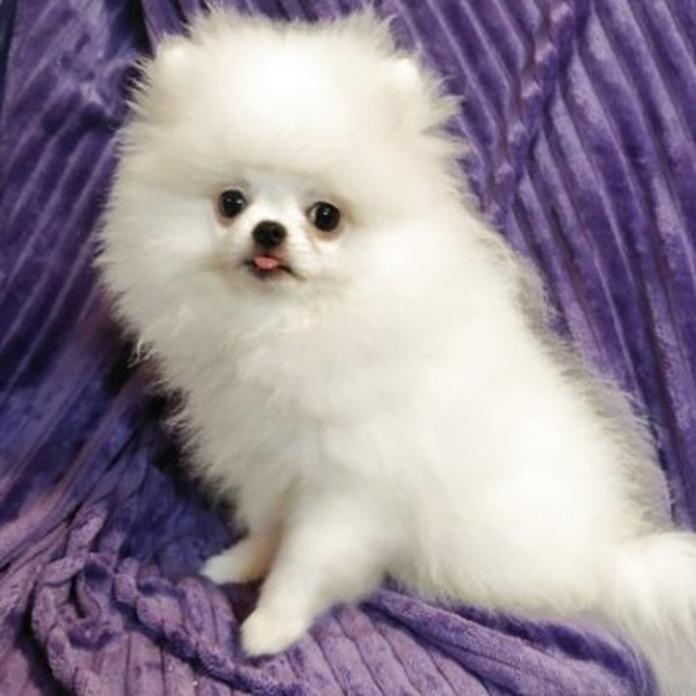 ポメラニアン(1634)の子犬情報