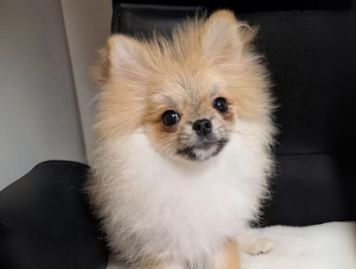 犬のプロフィール画像