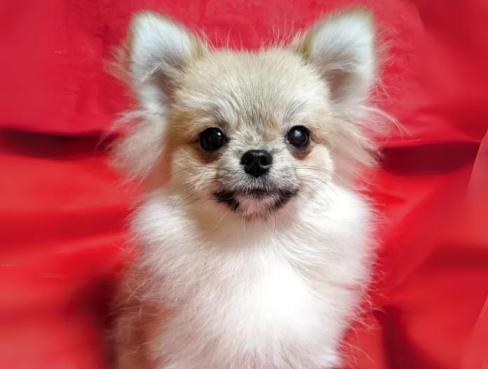 犬のプロフィール画像