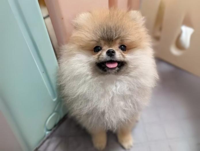 犬のプロフィール画像