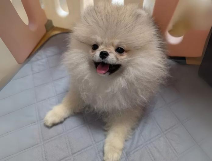 犬のプロフィール画像