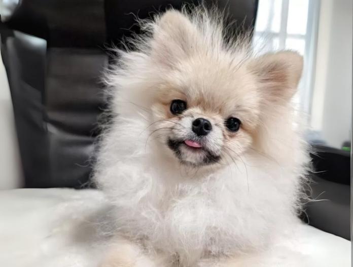 犬のプロフィール画像