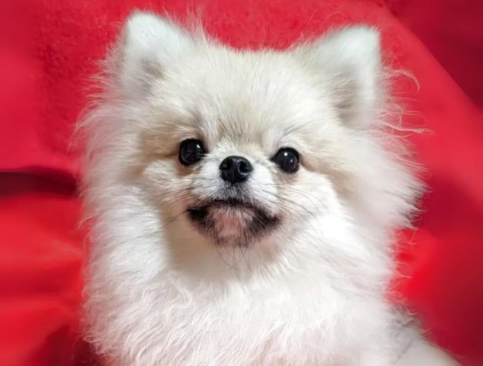 犬のプロフィール画像