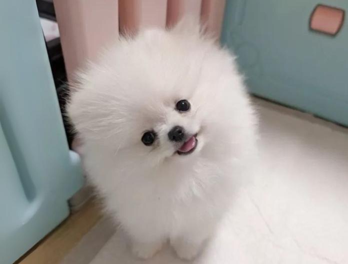 犬のプロフィール画像