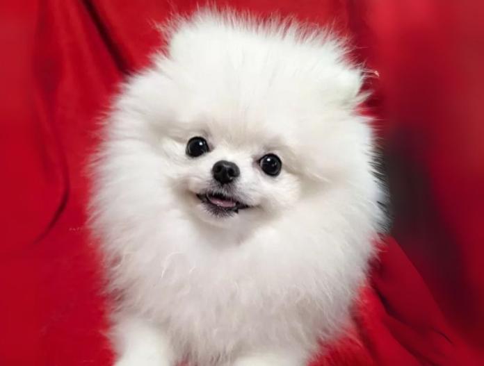 犬のプロフィール画像