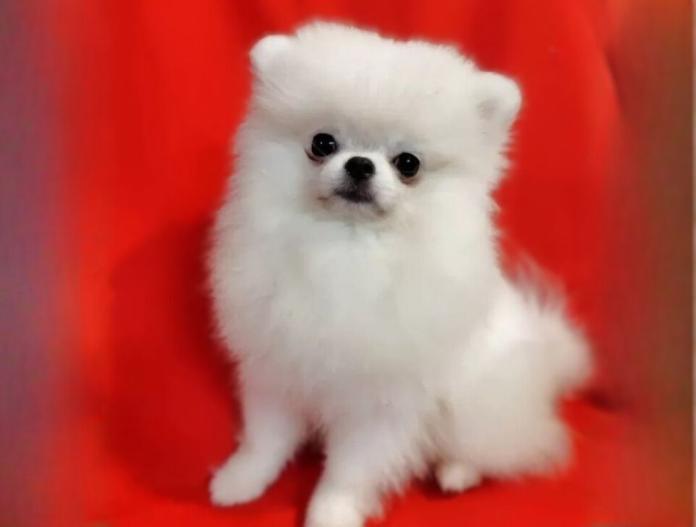 ポメラニアン(大阪府・女の子・2025/05/30・ホワイト)の子犬情報! | 片岡 寿子ブリーダー(589)