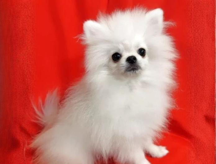 ポメラニアン(大阪府・男の子・2025/06/08・クリームホワイト)の子犬情報! | 片岡 寿子ブリーダー(591)