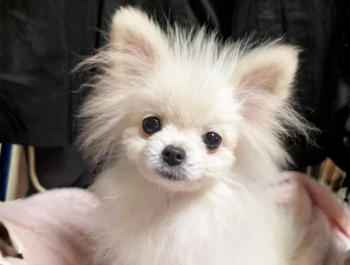 ポメラニアン(大阪府・男の子・2025/06/08・クリームホワイト)の子犬情報! | 片岡 寿子ブリーダー(591)