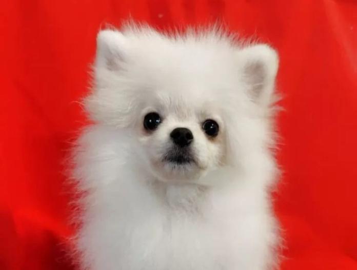 ポメラニアン(大阪府・男の子・2025/06/08・クリームホワイト)の子犬情報! | 片岡 寿子ブリーダー(592)