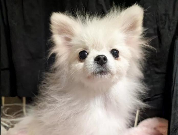 ポメラニアン(大阪府・男の子・2025/06/08・クリームホワイト)の子犬情報! | 片岡 寿子ブリーダー(592)