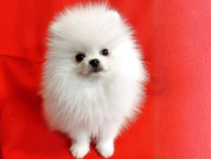 ポメラニアン(大阪府・男の子・2025/08/14・ホワイト)の子犬情報! | 片岡 寿子ブリーダー(715)