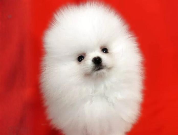 ポメラニアン(大阪府・男の子・2025/09/02・ホワイト)の子犬情報! | 片岡 寿子ブリーダー(774)